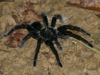 Tarantule (Pamphobeteus antinous), EcoAmazonia, Tambopata