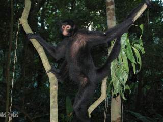 Chápan, rezervace EcoAmazonia, Tambopata