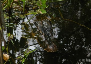 Kajman, rezervace EcoAmazonia