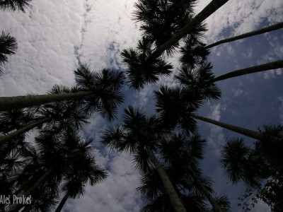 Rezervace EcoAmazonia, Tambopata
