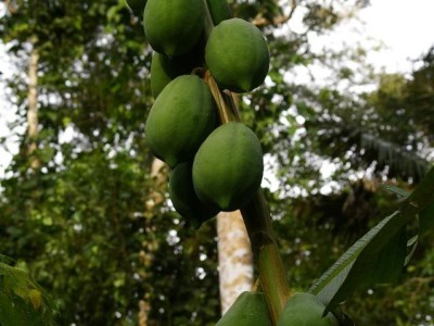 Papája, rezervace EcoAmazonia