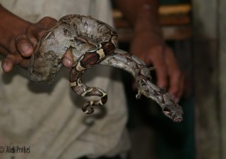 Krajta, rezervace EcoAmazonia