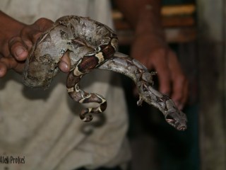 Krajta, rezervace EcoAmazonia