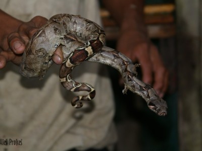 Krajta, rezervace EcoAmazonia