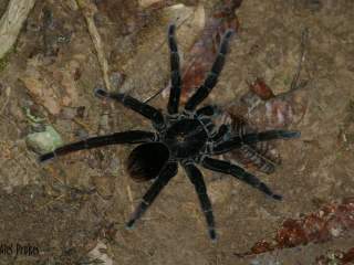 Tarantule, rezervace EcoAmazonia