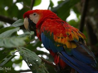 Papoušek ara, rezervace EcoAmazonia, Tambopata