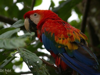 Papoušek ara, rezervace EcoAmazonia, Tambopata
