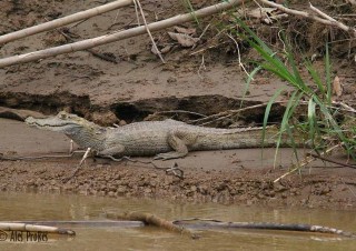 Kajman, rezervace EcoAmazonia