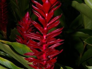 Červený zázvor (alpinia purpurata), Rezervace EcoAmazonia