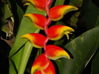 Heliconia rostrata, rezervace EcoAmazonia, Tambopata