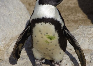 Tučňák Humboldtův, miniZOO na poloostrově Magdaléna