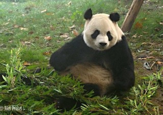 Panda velká, výzkumná chovatelská základna Chengdu