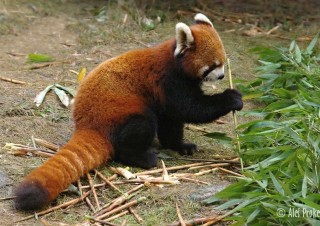 Panda červená, výzkumná chovatelská základna Chengdu