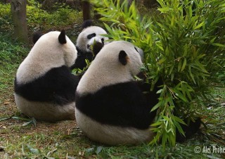 Panda velká, výzkumná chovatelská základna Chengdu
