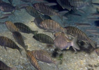 Podmořský život v zátoce El Sardinero