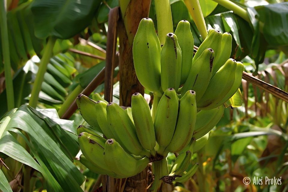 Banány v okolí vesnice La Miel, Panama