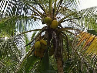 Okolí vesnice La Miel, Panama