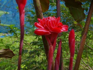 Červená baterka (Flower Red Torch Ginger), přírodní rezervace El Cielo