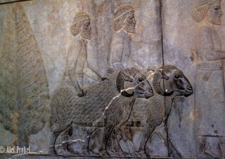 Perseopolis, reliéf ovcí u schodiště do paláce Apadana