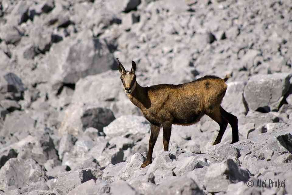 Kamzík v údolí Eibental