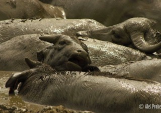 Vodní buvoli, Národní park Hortobágy