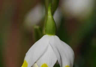 IMGP8295 (1)