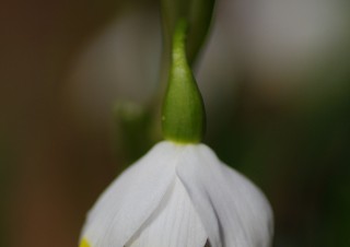 Bledule, lokalita Chlébské