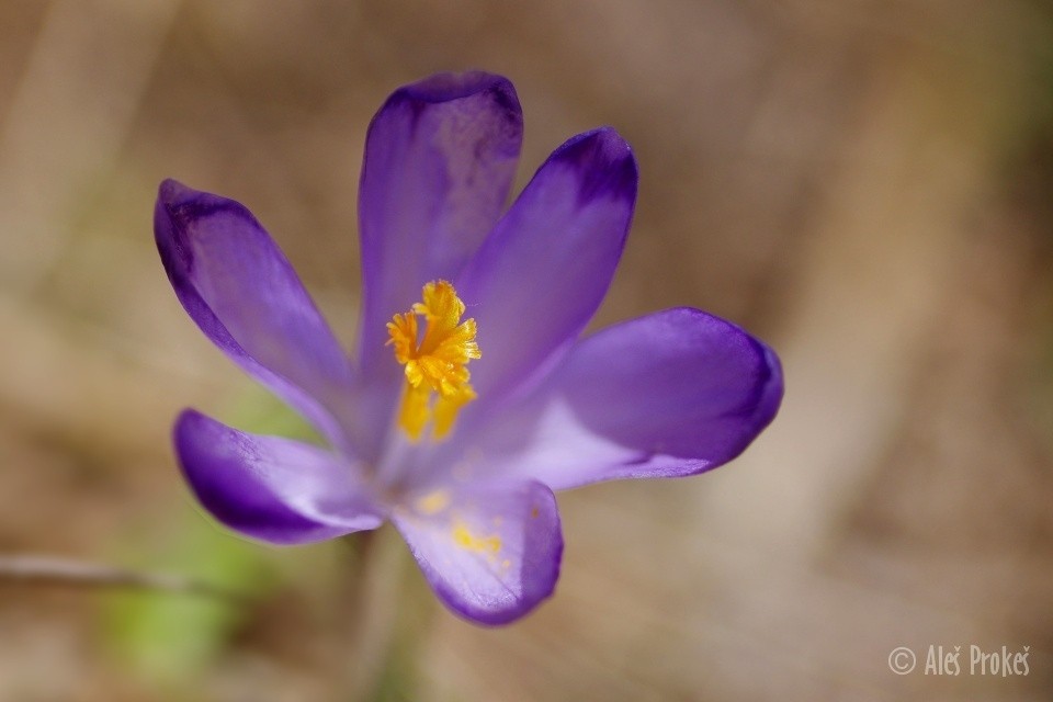 Krokus jarní, Žiarská dolina