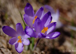 Krokus (šafrán) jarní, Žiarská dolina