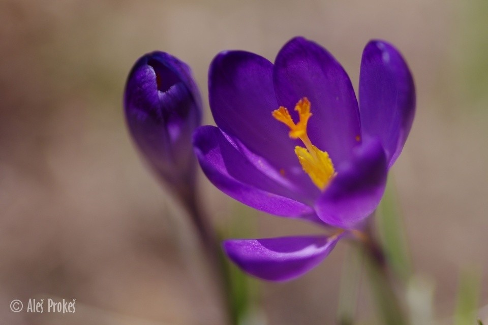 Krokus jarní, Žiarská dolina