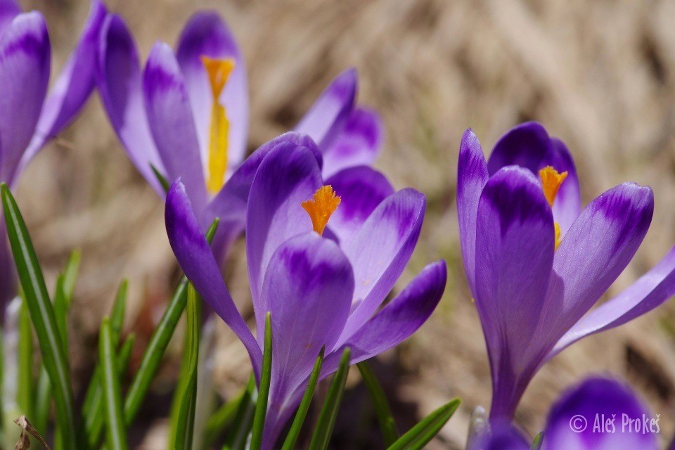 Krokus jarní, Žiarská dolina