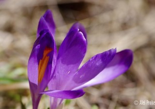 Krokus jarní, Žiarská dolina