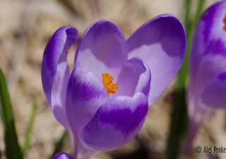 Krokus jarní, Žiarská dolina