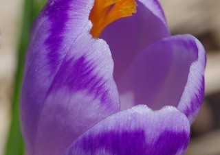 Krokus jarní, Žiarská dolina