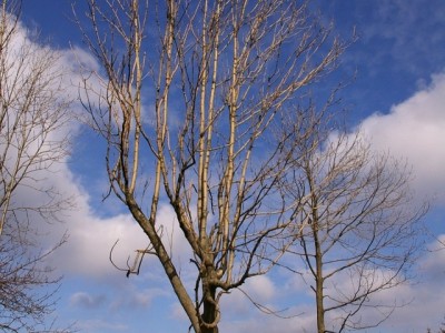 IMGP2249 (1)