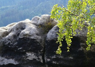 IMGP2429 (1)