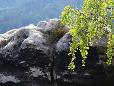 IMGP2429 (1)