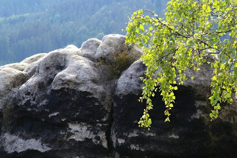 IMGP2429 (1)
