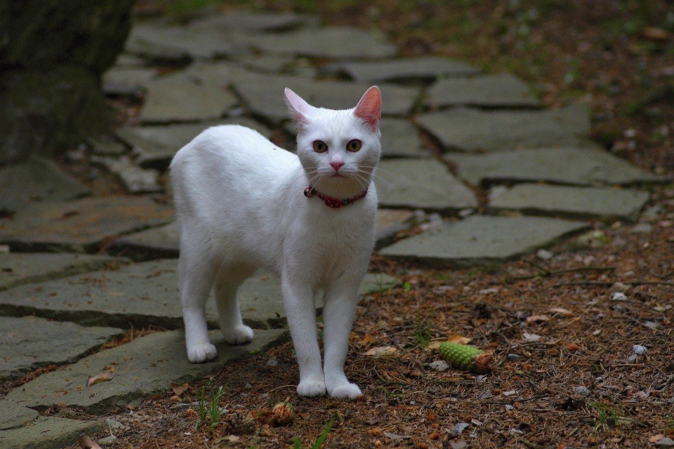 IMGP9805 (1)
