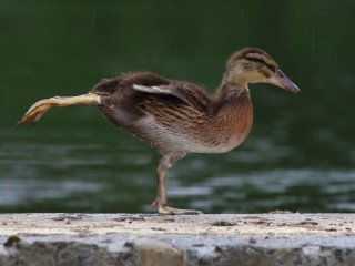 IMGP9937 (1)