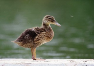 IMGP9948 (1)