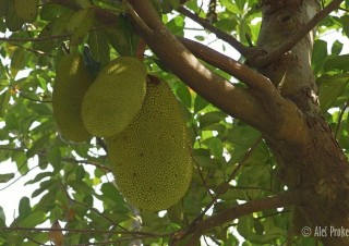 Žakie (džekfruit, z angl. jackfruit), plod chlebovníku různolistého