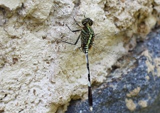 Green Skimmer (Orthetrum sabina), Soreang, Západní Jáva