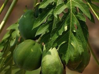 Papája obecná (Carica papaya)