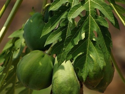Papája obecná (Carica papaya)