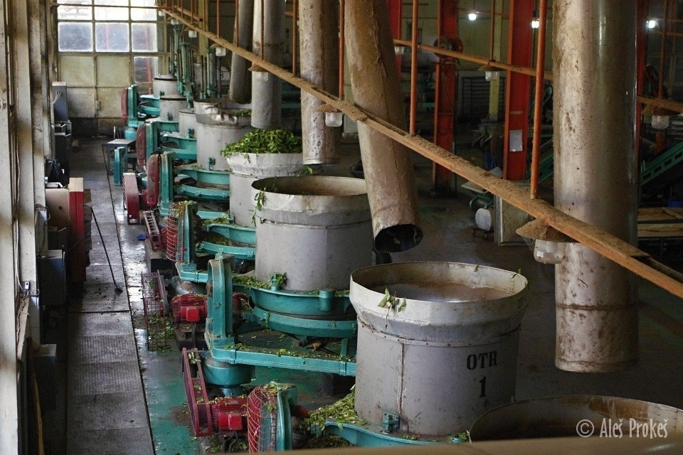 Fabrika na výrobu čaje, řezače listů