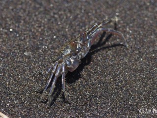 Písečný krab