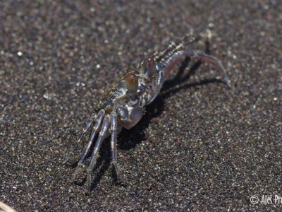 Sand bubbler crab