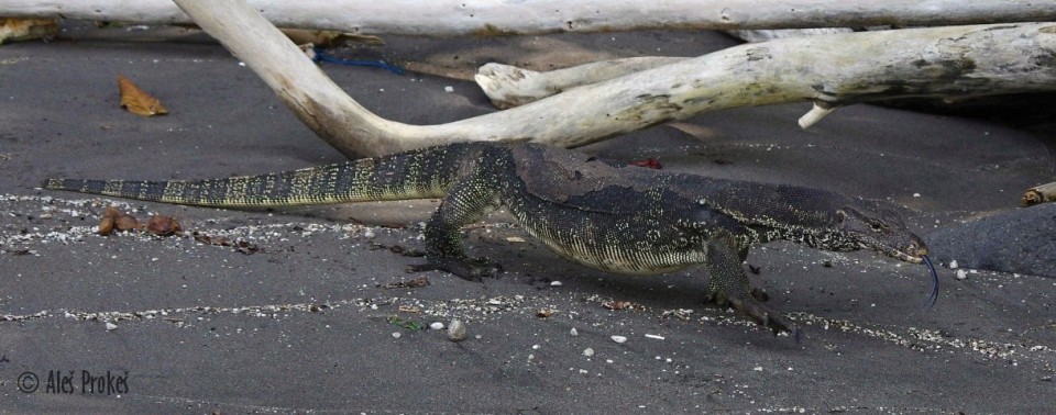 Varan skvrnitý (Varanus salvator)