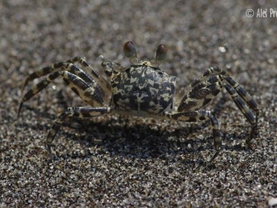 Písečný krab, Sundský průliv, Západní Jáva